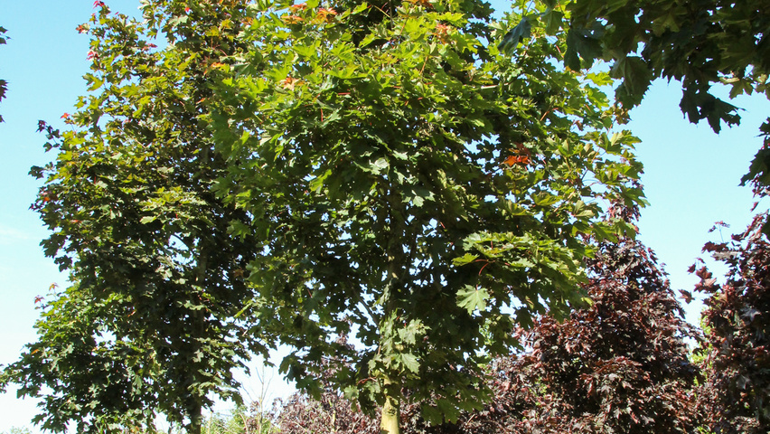 Acer platanoides 'Deborah' haute tige