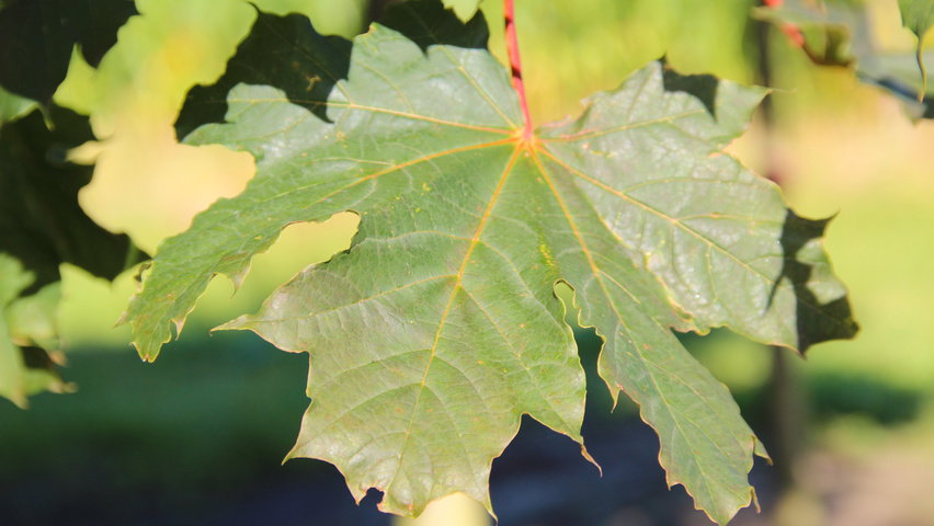Acer platanoides 'Deborah' Feuilles