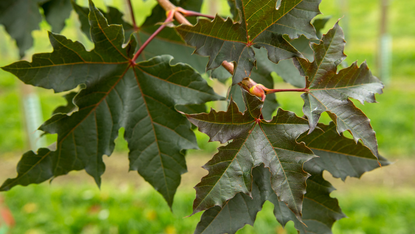 Acer platanoides 'Deborah' Feuilles