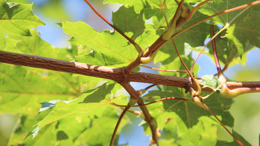 Acer platanoides 'Deborah' rameaux