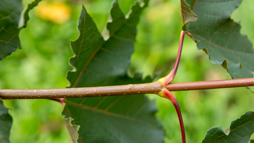 Acer platanoides 'Deborah' rameaux