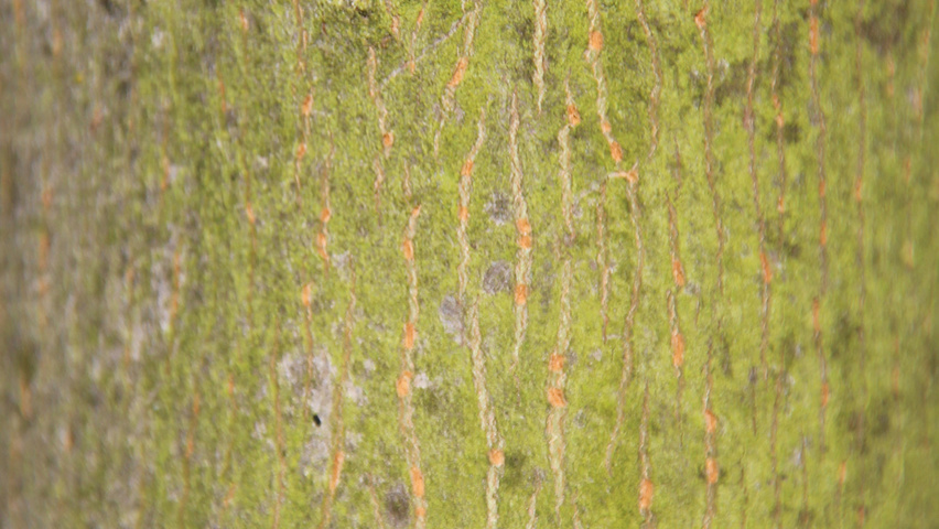 Acer platanoides 'Drummondii' bark