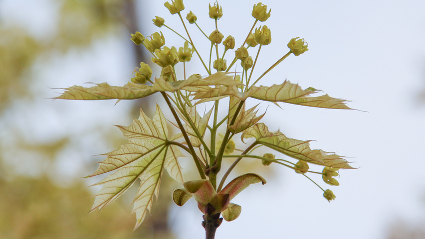 Acer platanoides 'Drummondii' flowers