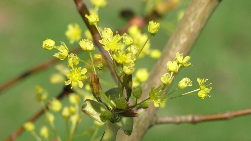 Acer platanoides 'Drummondii' flowers