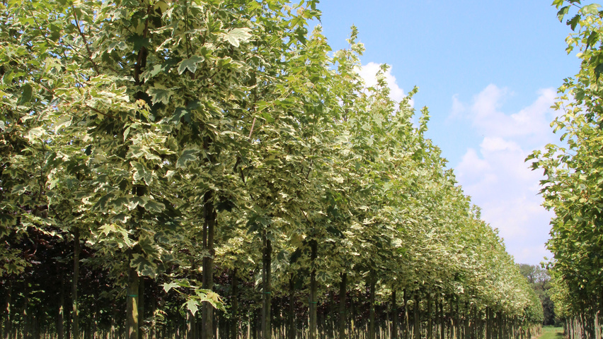 Acer platanoides 'Drummondii' standard tree