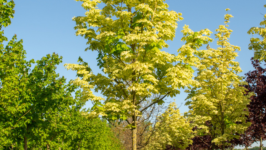 Acer platanoides 'Drummondii' standard tree