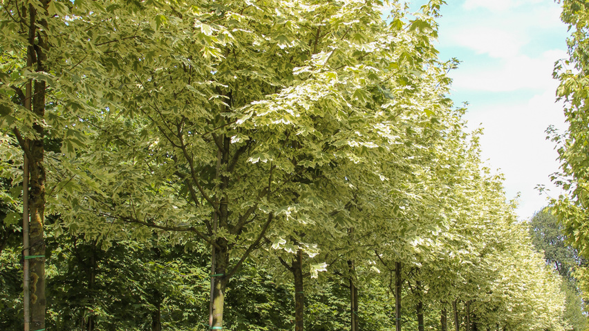 Acer platanoides 'Drummondii' standard tree