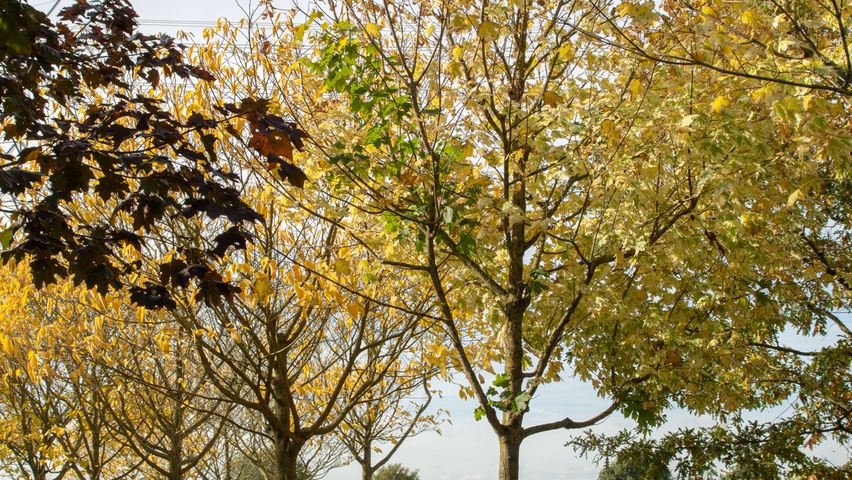 Acer platanoides 'Drummondii' standard tree
