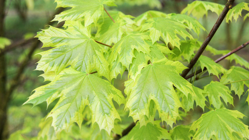 Acer platanoides 'Drummondii' leaves