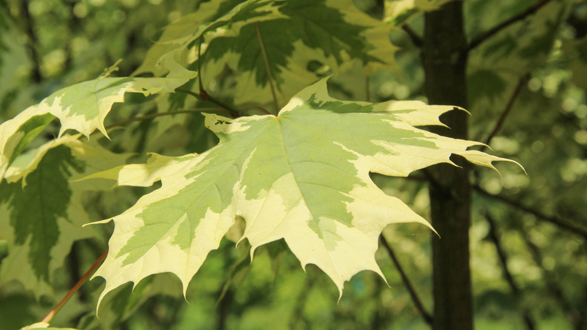 Acer platanoides 'Drummondii' leaves