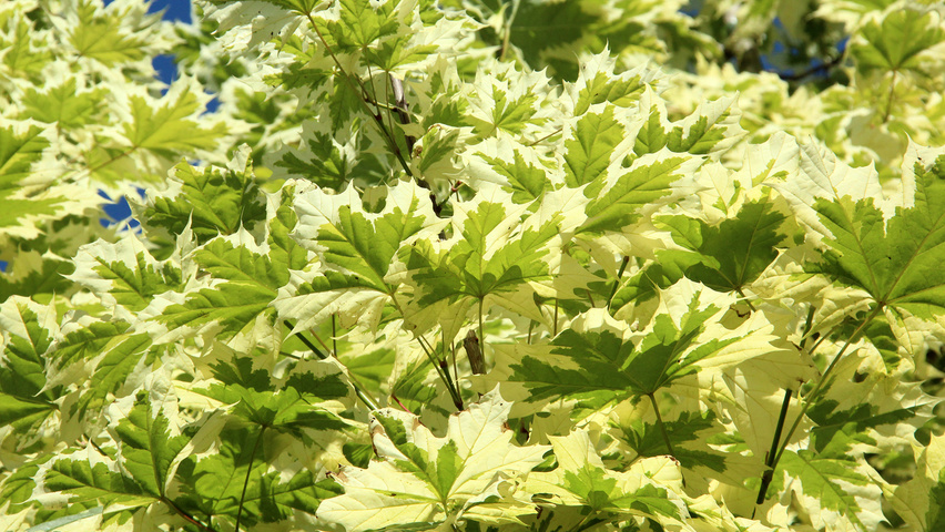 Acer platanoides 'Drummondii' leaves
