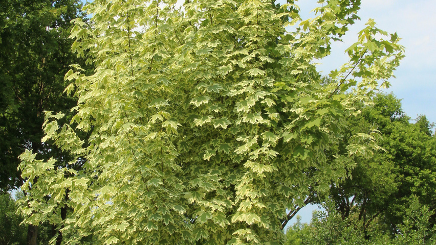 Acer platanoides 'Drummondii' multi-stem