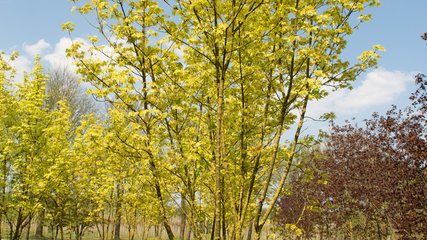 Acer platanoides 'Drummondii' multi-stem