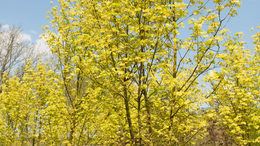 Acer platanoides 'Drummondii' multi-stem