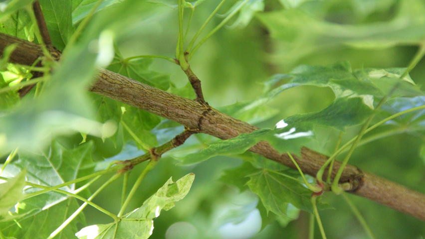 Acer platanoides 'Drummondii' twigs