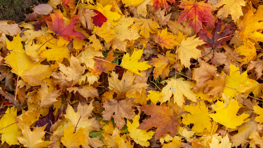 Acer platanoides 'Ebben's Column' liście jesienią