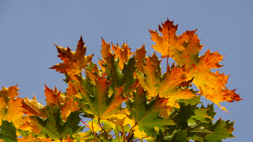 Acer platanoides 'Ebben's Column' liście jesienią