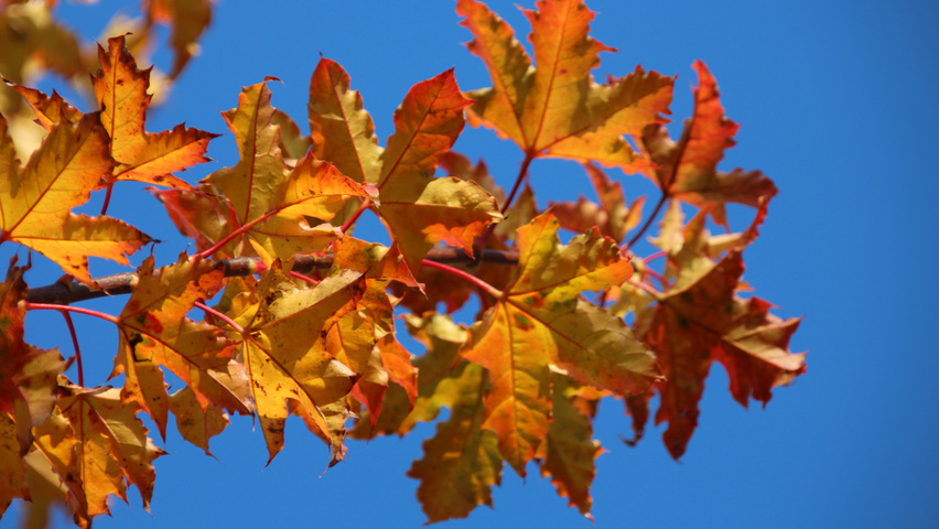 Acer platanoides 'Ebben's Column' liście jesienią