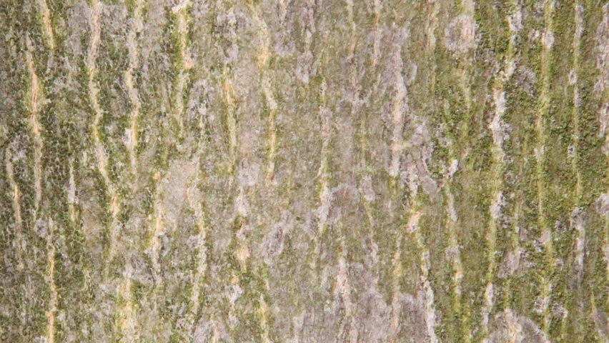 Acer platanoides 'Ebben's Column' kora