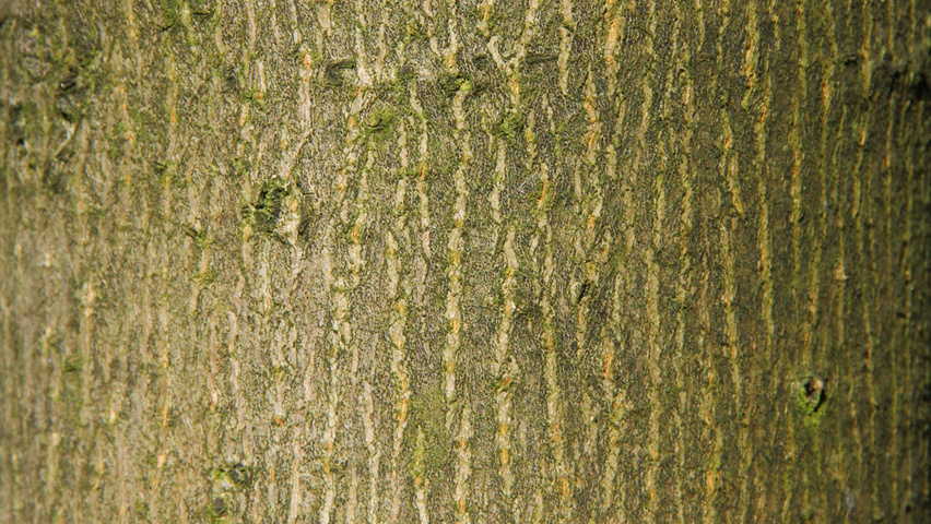 Acer platanoides 'Ebben's Column' kora