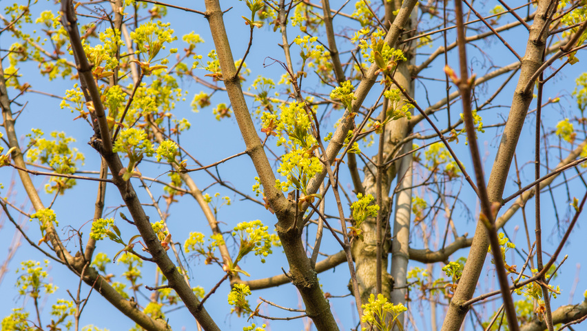 Acer platanoides 'Ebben's Column' kwiaty