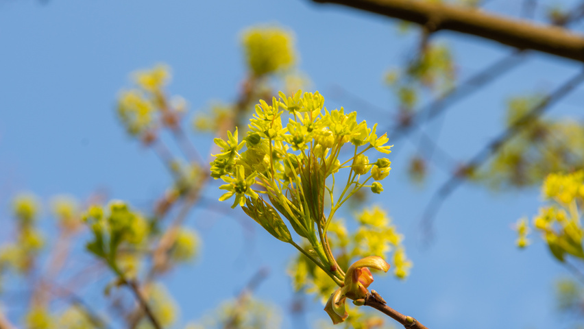 Acer platanoides 'Ebben's Column' kwiaty