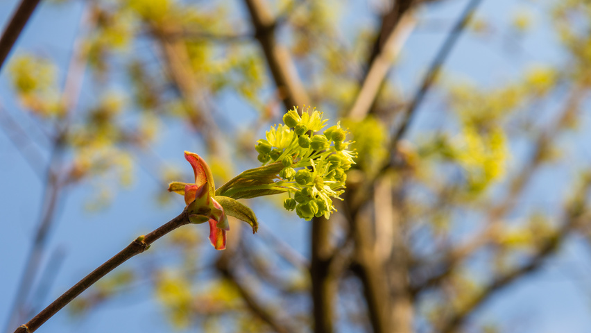 Acer platanoides 'Ebben's Column' kwiaty