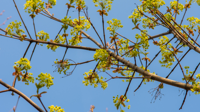Acer platanoides 'Ebben's Column' kwiaty