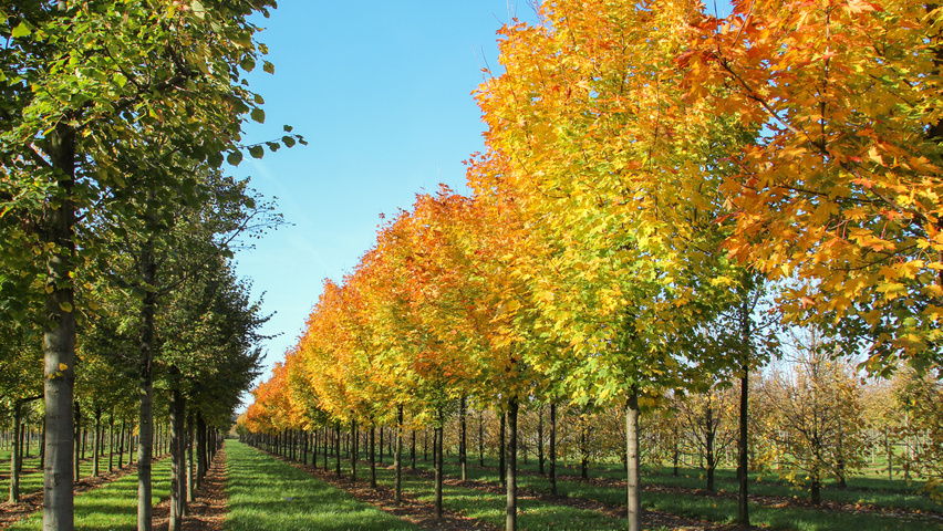 Acer platanoides 'Ebben's Column' pienne