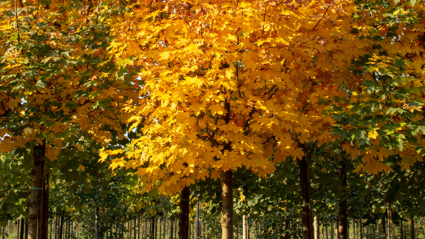 Acer platanoides 'Ebben's Column' pienne