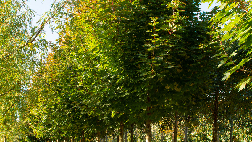 Acer platanoides 'Ebben's Column' pienne