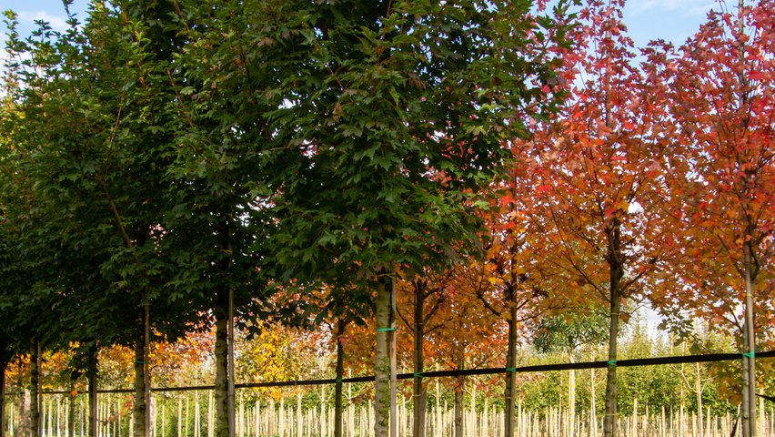Acer platanoides 'Ebben's Column' pienne