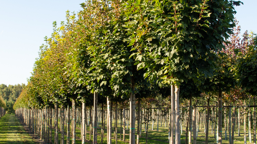 Acer platanoides 'Ebben's Column' pienne