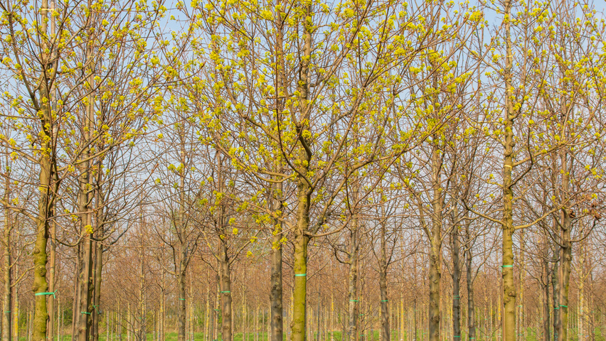 Acer platanoides 'Ebben's Column' pienne