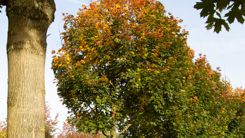Acer platanoides 'Ebben's Column' pienne