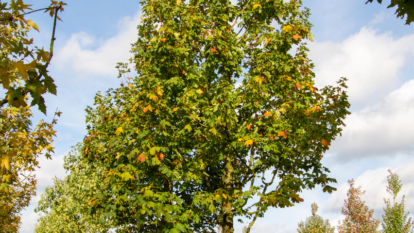 Acer platanoides 'Ebben's Column' pienne