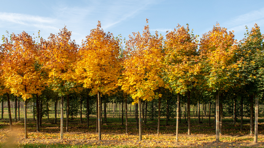 Acer platanoides 'Ebben's Column' pienne