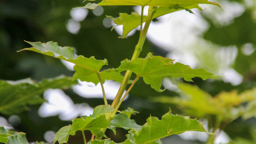 Acer platanoides 'Ebben's Column' liście