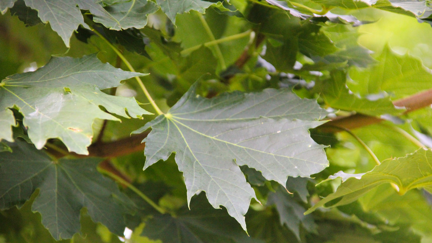 Acer platanoides 'Ebben's Column' liście