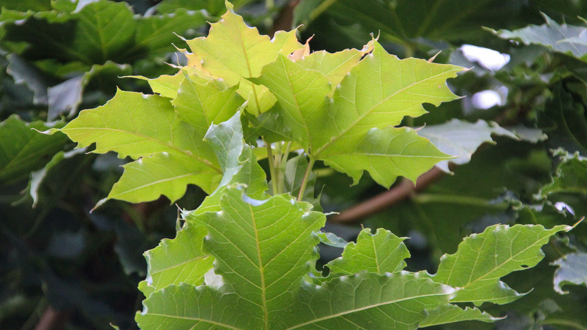 Acer platanoides 'Ebben's Column' liście