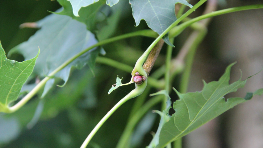 Acer platanoides 'Ebben's Column' pędy