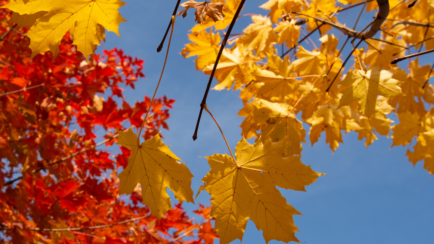 Acer platanoides 'Emerald Queen' liście jesienią