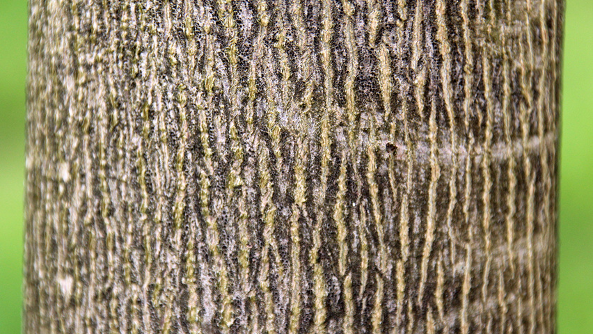 Acer platanoides 'Emerald Queen' kora