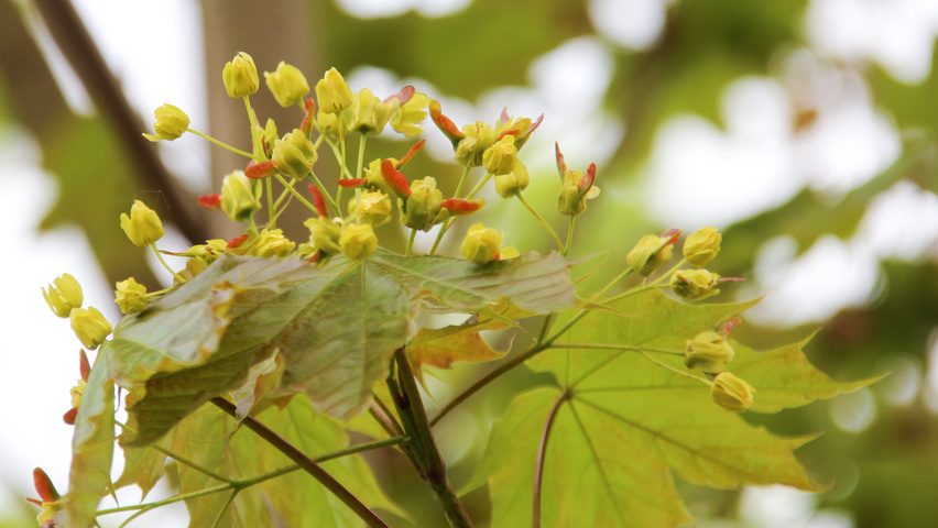 Acer platanoides 'Emerald Queen' kwiaty