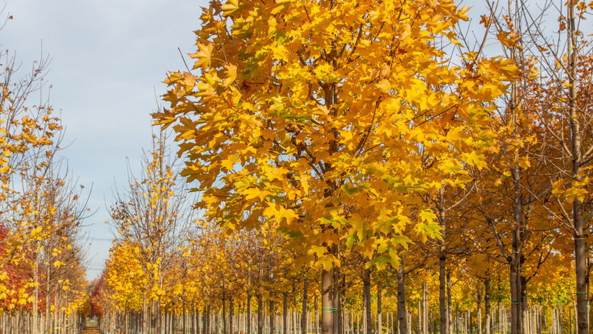 Acer platanoides 'Emerald Queen' pienne