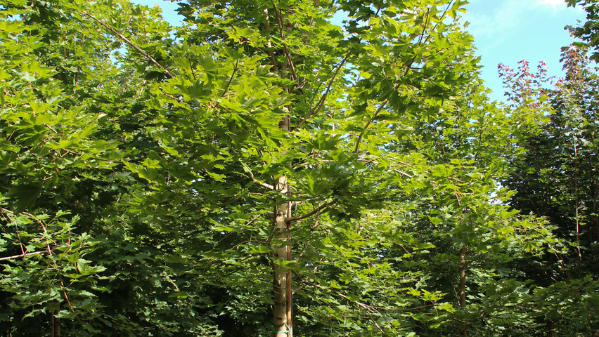 Acer platanoides 'Emerald Queen' pienne