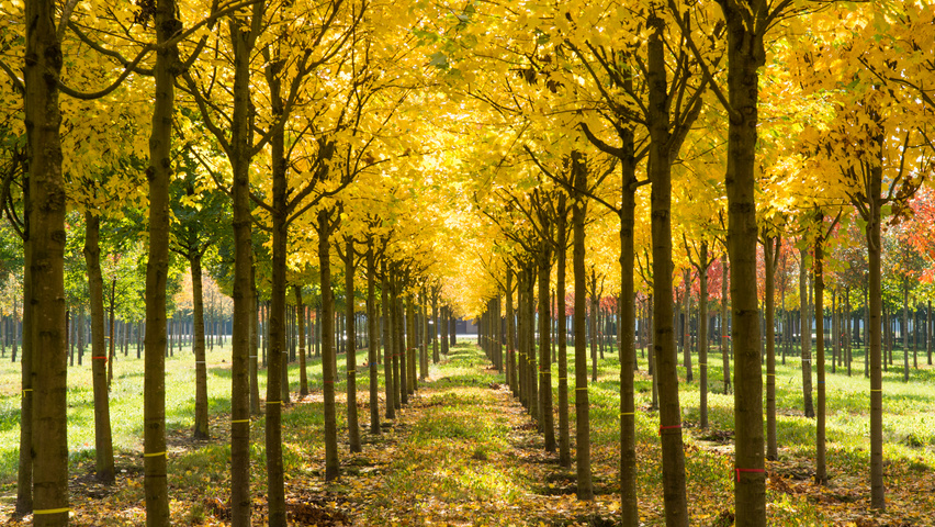 Acer platanoides 'Emerald Queen' pienne