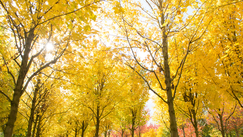 Acer platanoides 'Emerald Queen' pienne