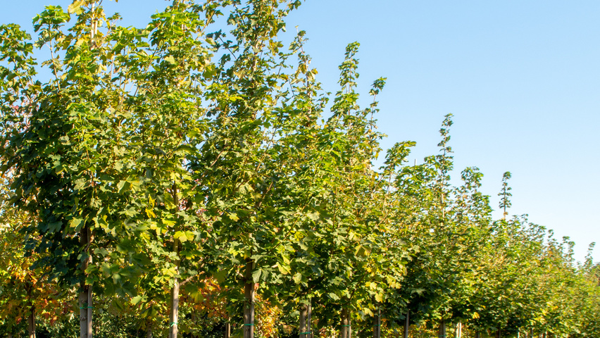 Acer platanoides 'Emerald Queen' pienne