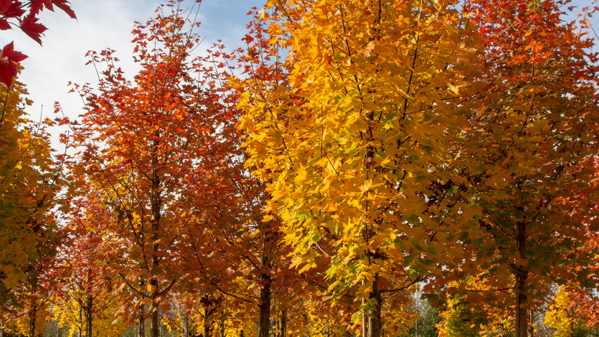 Acer platanoides 'Emerald Queen' pienne